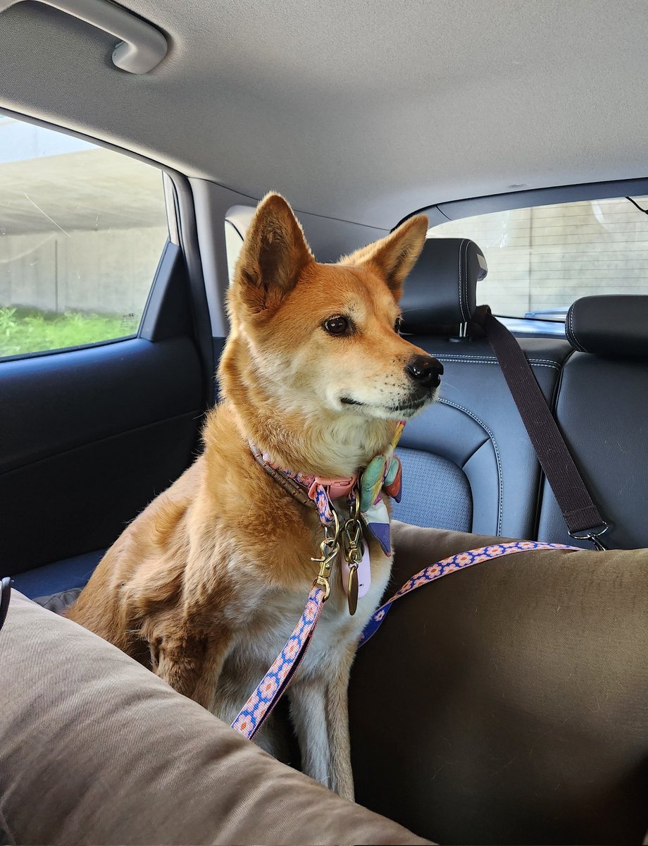 soonmi_dog's tweet photo. 강아지적으로 이런 미모를 가졌는데도 보호소에서 7년을 보낸게 믿을 수 없음
나라면 보자마자 훔쳐왔을것
.
.
그래서 훔쳐옴 https://t.co/obZNcXRaQq