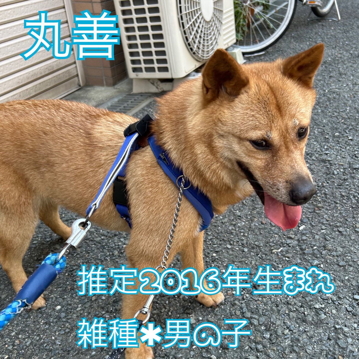 Pet_lovefive's tweet photo. #ラブファイブ里親募集中 
食べ物大好き丸善くん！
ご飯前になるとそわそわし「早くちょーだい！」とアピールしてくれます！🍚
おやつも大好きで美味しそうに食べる丸善くん！🤭
お散歩も大好き！沢山歩き、草の匂いを嗅ぎます！💖
丸善くんと沢山お散歩に行ってくれるお家が見つかりますように🍀 https://t.co/ioUstOVkzQ