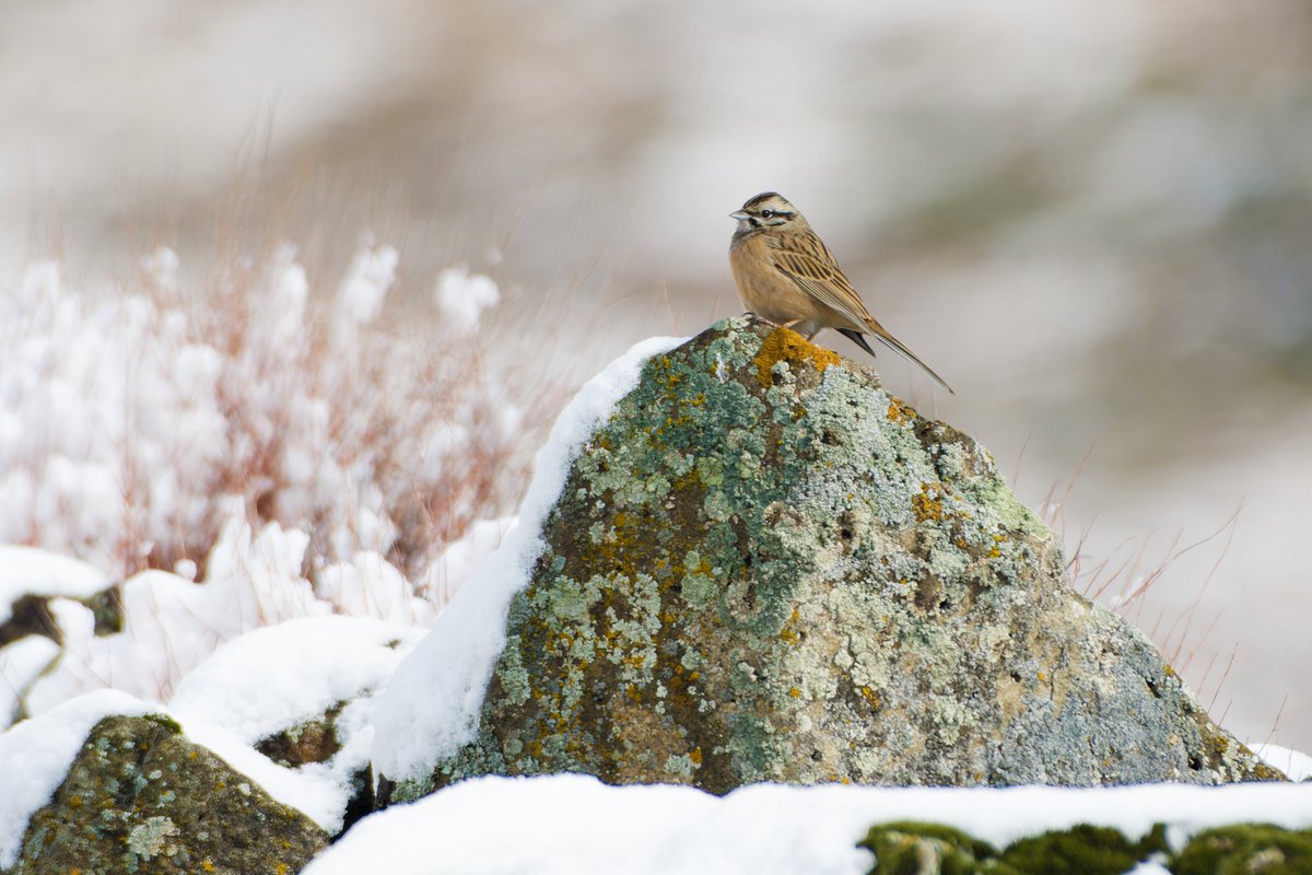 ShivaJmc12's tweet photo. Rock Bunting the Stone Boy of the Himalayas, a master of disguise carved from the mountains themselves!

The Rock Bunting is a beautiful mountain bird often found among rocky slopes, cliffs, scrublands, and Himalayan foothills. Its plumage is a striking blend of chestnut, grey, black, and white, highlighted by a distinctive facial pattern and finely streaked feathers. These earthy colors provide exceptional camouflage, allowing it to blend seamlessly with rocks and dry landscapes, helping it avoid predators. The Rock Bunting feeds on seeds, grains, berries, and insects, foraging mostly on the ground. Calm yet alert, it is well adapted to rugged environments. Often overlooked against the stones it inhabits, this resilient bird is a true master of survival and one of the Himalayas' most remarkable hidden treasures. 🐦⛰️✨🌿

@pargaien #indiaves @Natures_Voice #ThePhotoHour #BBCWildlifePOTD @NikonUSA @BNHSIndia #BirdsOfTwitter @NikonIndia @WildlifeMag @BBCEarth @NatGeoPhotos @Wikimedia @AnimalPlanet #wildlife #birding #birder #nature @thebetterindia @Discovery @DiscoverMag @Wikipedia #birdsofindia #RockBunting