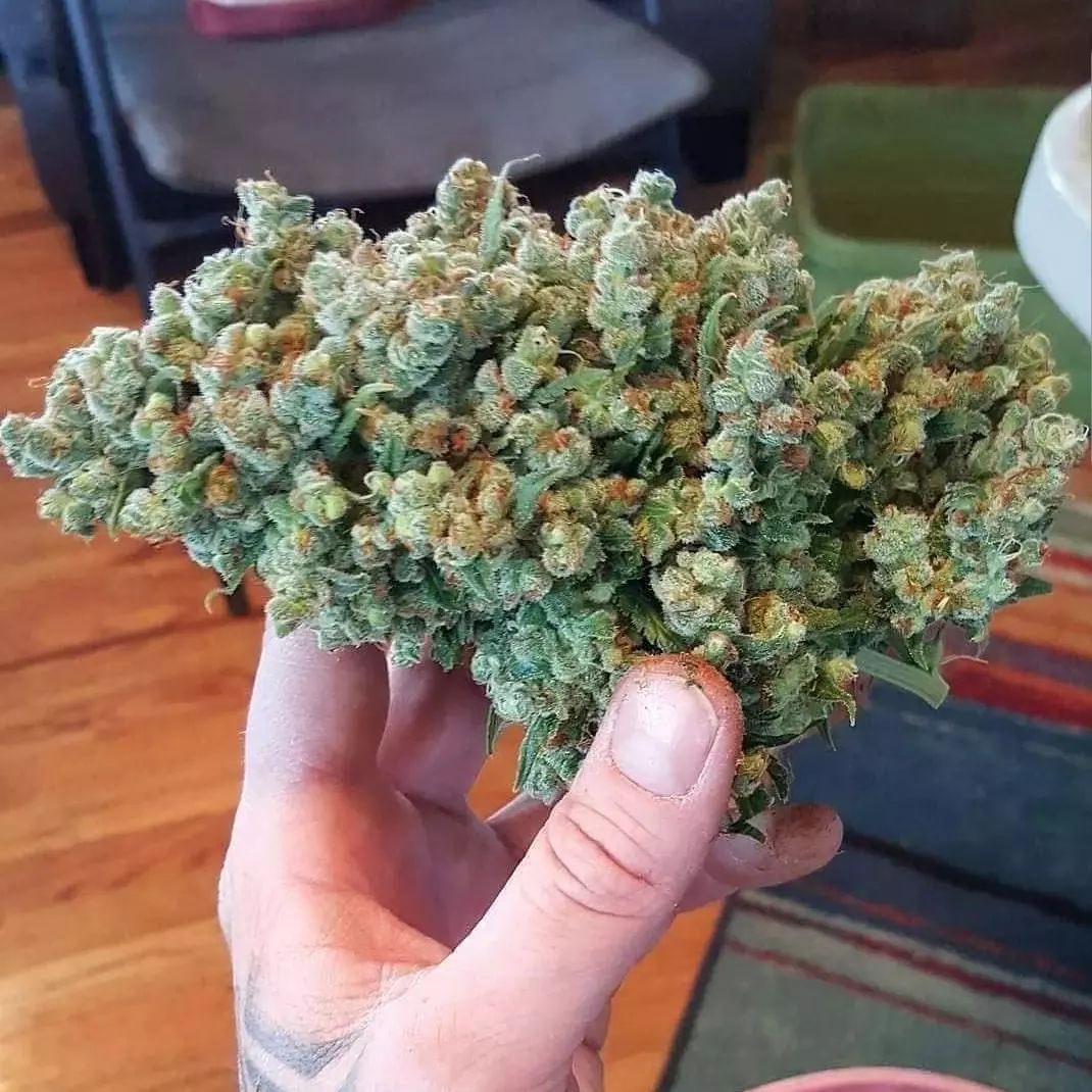 mj_plugg's tweet photo. Ohreoz (dummy cherry)🍒 
$1000p
 
📦Order:[📲tele~ https://t.co/tNpEmI7pph]

#Orlando #orlandoweed #Kissimmee #Miami #Davenport #Poinciana #Disney100 #florida #CannabisCommunity #tampa #stoners #plug #plugs #plugins #atl #atlplug #atlza #atlanta #decatur #zaza #redan #eastsideatl https://t.co/L8xrb71IJE