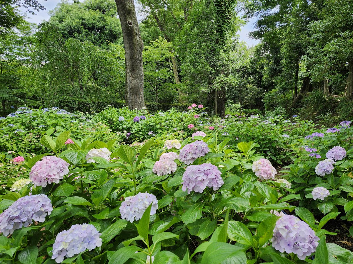 kyo_kanko's tweet photo. ✿花だより（6/19）✿

市内各所では、睡蓮・桔梗・紫陽花・半夏生など、初夏を彩るさまざまな花が見頃を迎えています🌿

今週末の6/20(土)・21(日)、旧三井家下鴨別邸（@shimogamobettei）では、約400株の紫陽花が咲き誇る「あじさい苑」が無料公開されます🎐
涼やかな庭と美しい花に癒やされる特別なひとときを、ぜひお楽しみください。

▼あじさい苑の無料公開　【旧三井家下鴨別邸】
https://t.co/sRy1znG7SB

▼花だより
https://t.co/eDp7RZGWTs
▼京都観光デジタルマップ「京スマ」でも開花情報を確認できます
https://t.co/EsVqWS5kmM