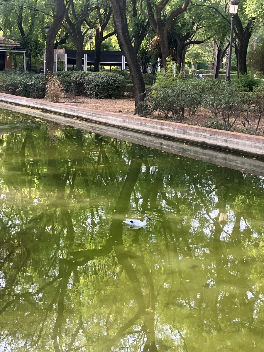 ecopsico's tweet photo. Estado lamentable del estanco del parque del Prado de San Sebastián con patos y crías dentro  @Ayto_Sevilla @JuanMa_Moreno https://t.co/Jgg6aklRQz
