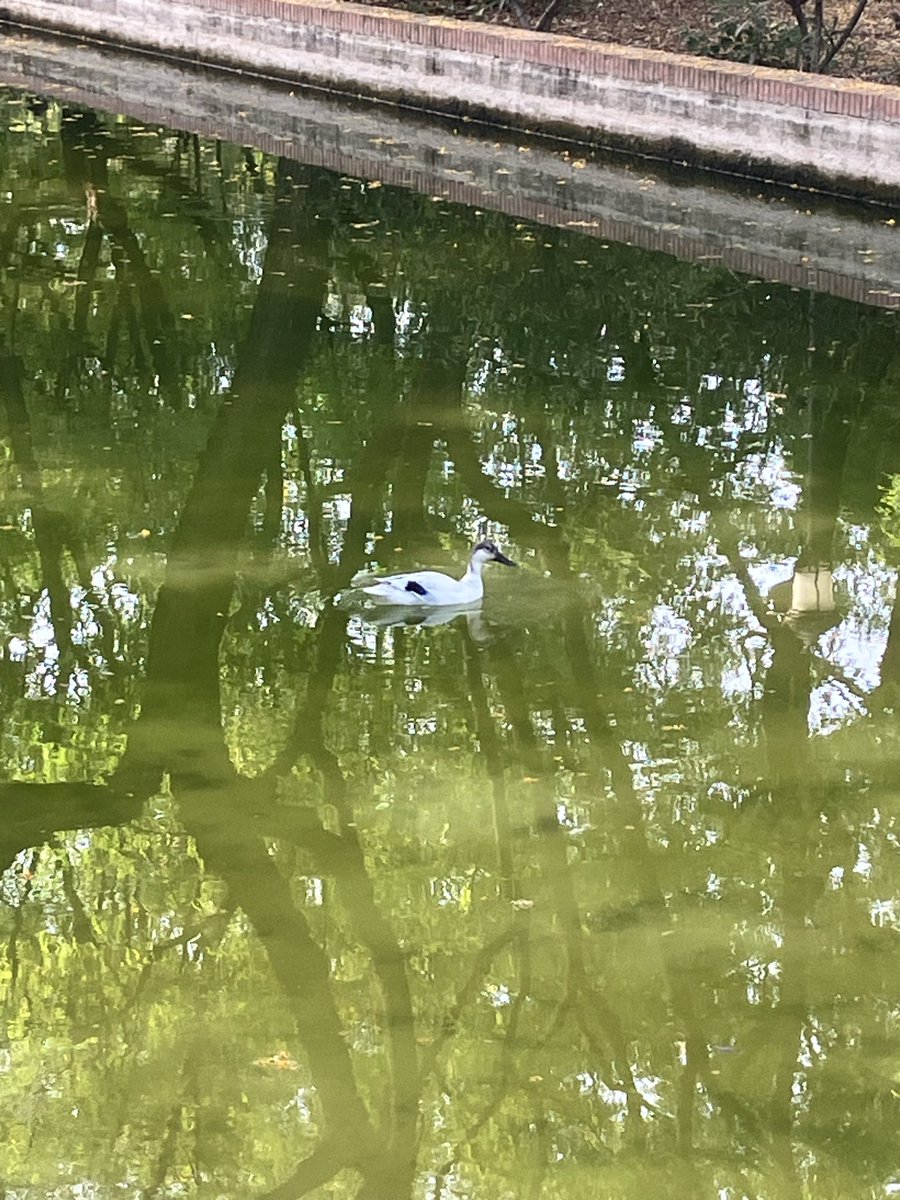ecopsico's tweet photo. Estado lamentable del estanco del parque del Prado de San Sebastián con patos y crías dentro  @Ayto_Sevilla @JuanMa_Moreno https://t.co/Jgg6aklRQz