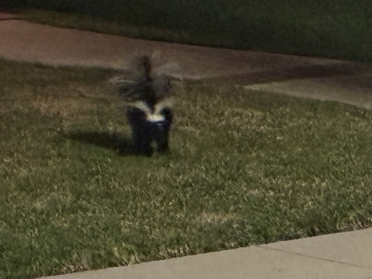 lndexium's tweet photo. just seen a skunk on nighthawk day #blessed https://t.co/lm04N2Mton