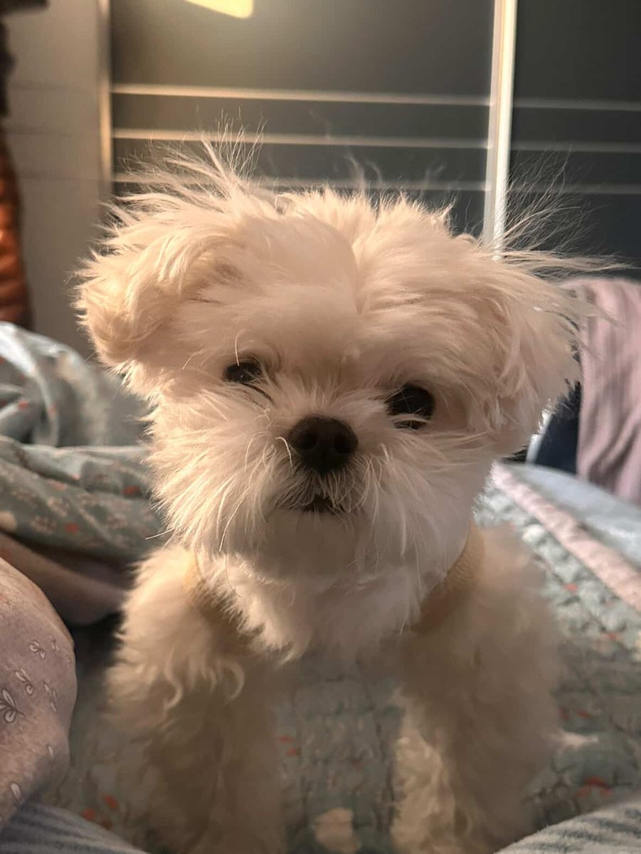 힝둥이 tweet media