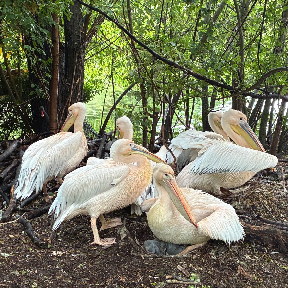 JAHeale's tweet photo. Lovely news from St James’ Park - four pelican chicks were born last month, the first time in 360 years https://t.co/YcVMwM1XbR