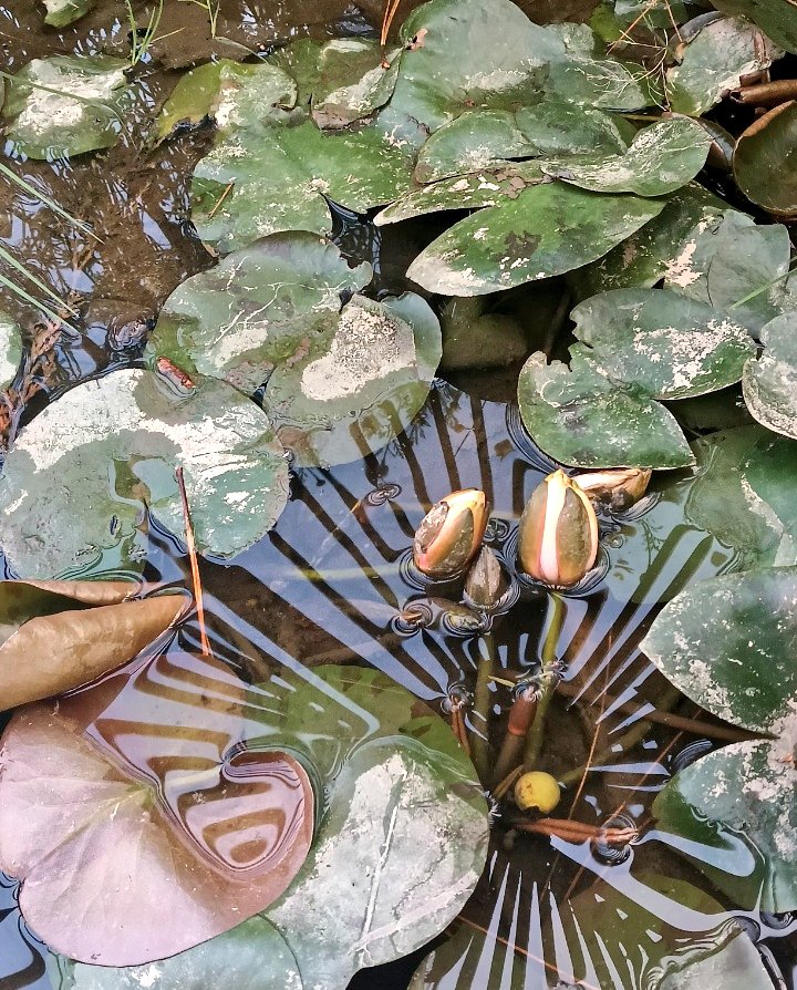 ManRal0's tweet photo. In  the  middle  of  becoming. https://t.co/fMsoqxy6LC