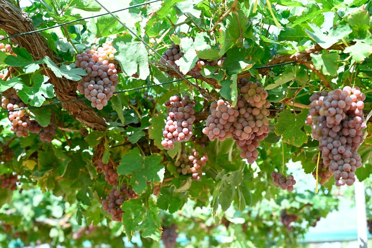 KCGEB1's tweet photo. Proud harvest milestone! Our research field’s first grape harvest was marked by Prof. Khaled Amiri cutting the first bunch. Thanks to the dedication of Prof. Kobus Hunter, Dr. Sonu Krishankumar, and Eng. Ahmed Osman. https://t.co/YNMMlqr3Mk