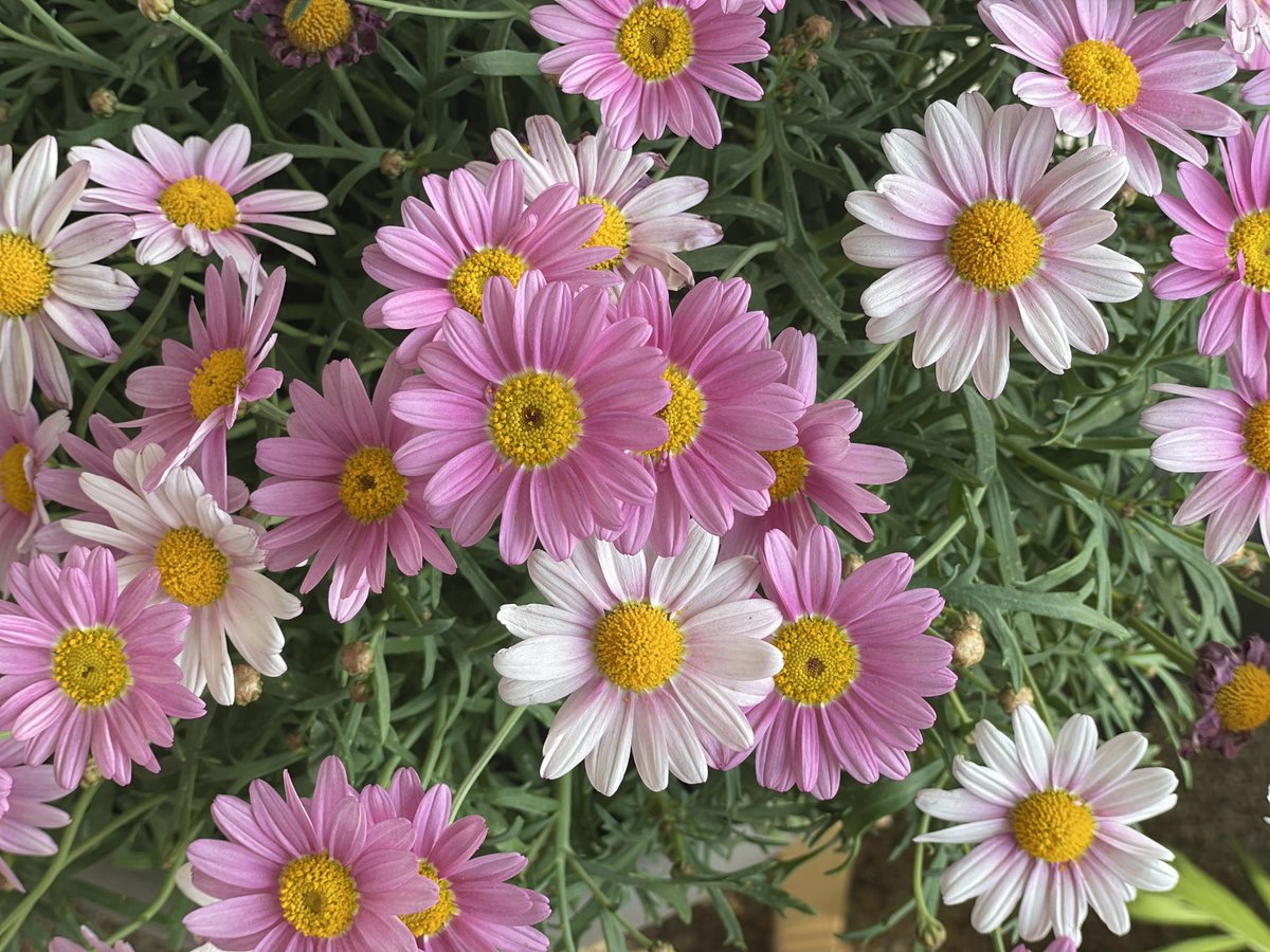 berclazm's tweet photo. Belle journée à vous, fleurie de jolies attentions et de sourires bienfaisants.
Du courage aux malades pour qui ces chaudes journées sont sans doute très difficiles. https://t.co/TMw9v5IJ8T