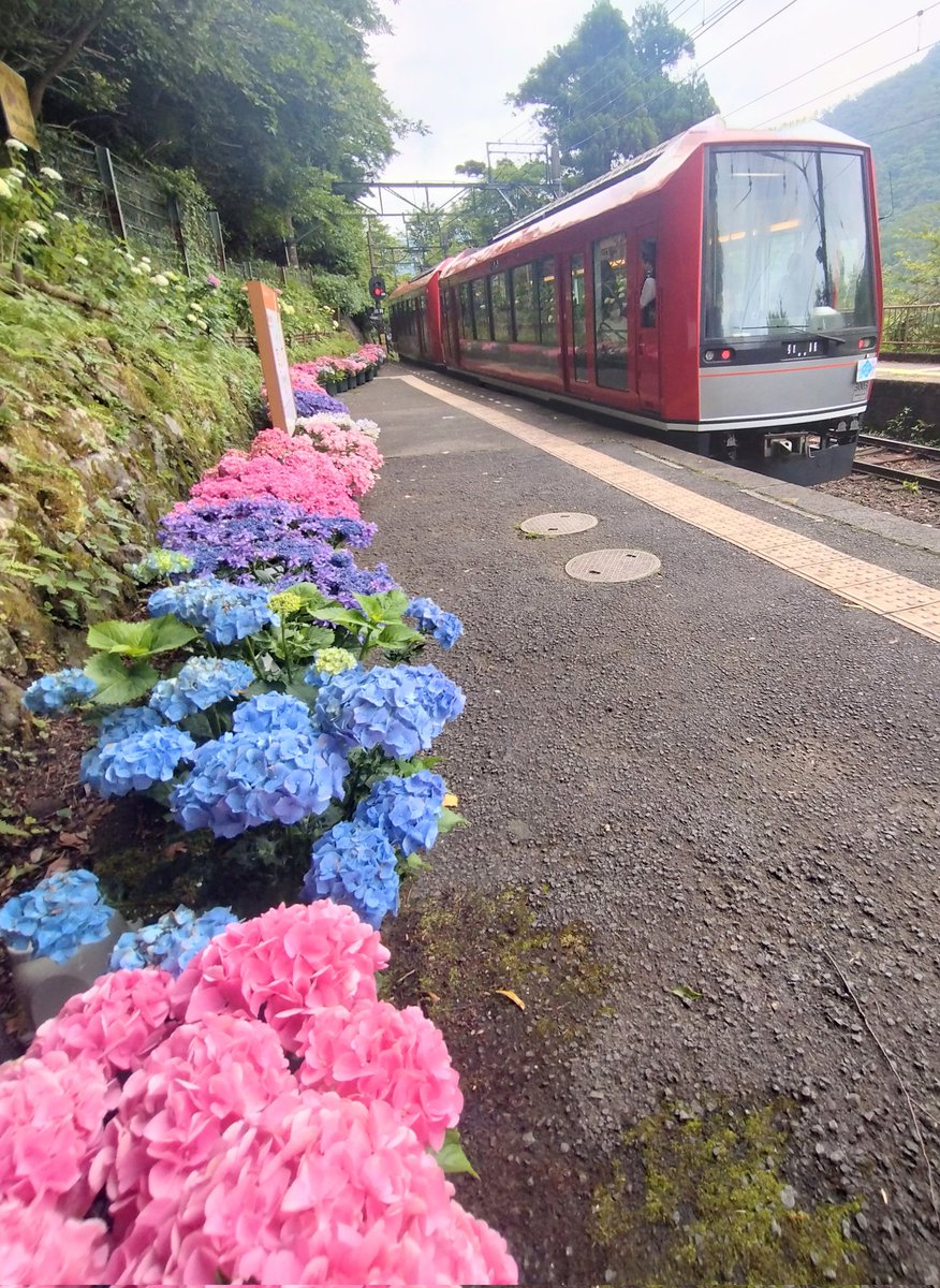 MAB_t's tweet photo. 箱根登山鉄道は紫陽花が見頃です✨
#箱根登山鉄道 https://t.co/xgFAPGkYuq
