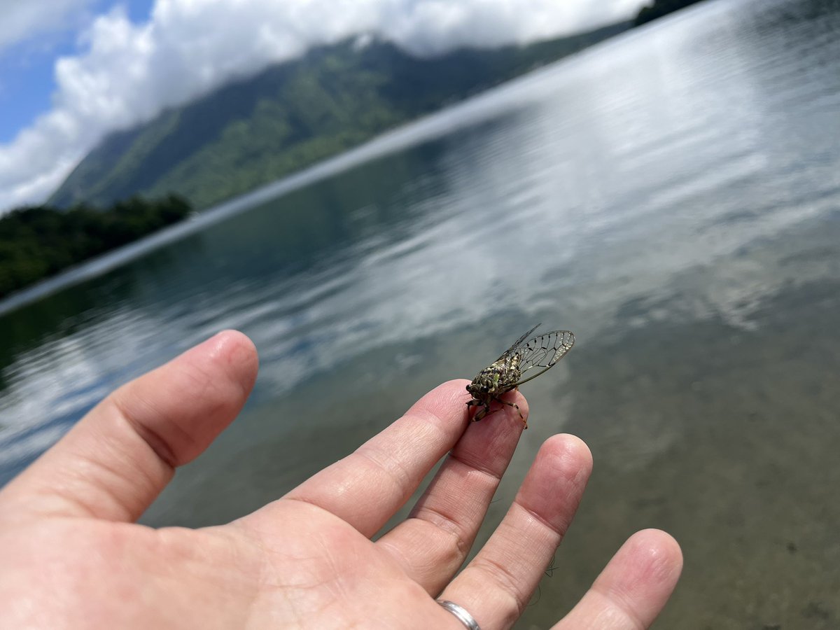 aramanzu's tweet photo. ちょっと前だけど、育児の合間に弾丸で第二戦🎣
サイズは小さいけど、前回に続いてホゲ回避。
来年はもう少しいけるといいな〜
#中禅寺湖
#レイクトラウト https://t.co/PWeokALS7G