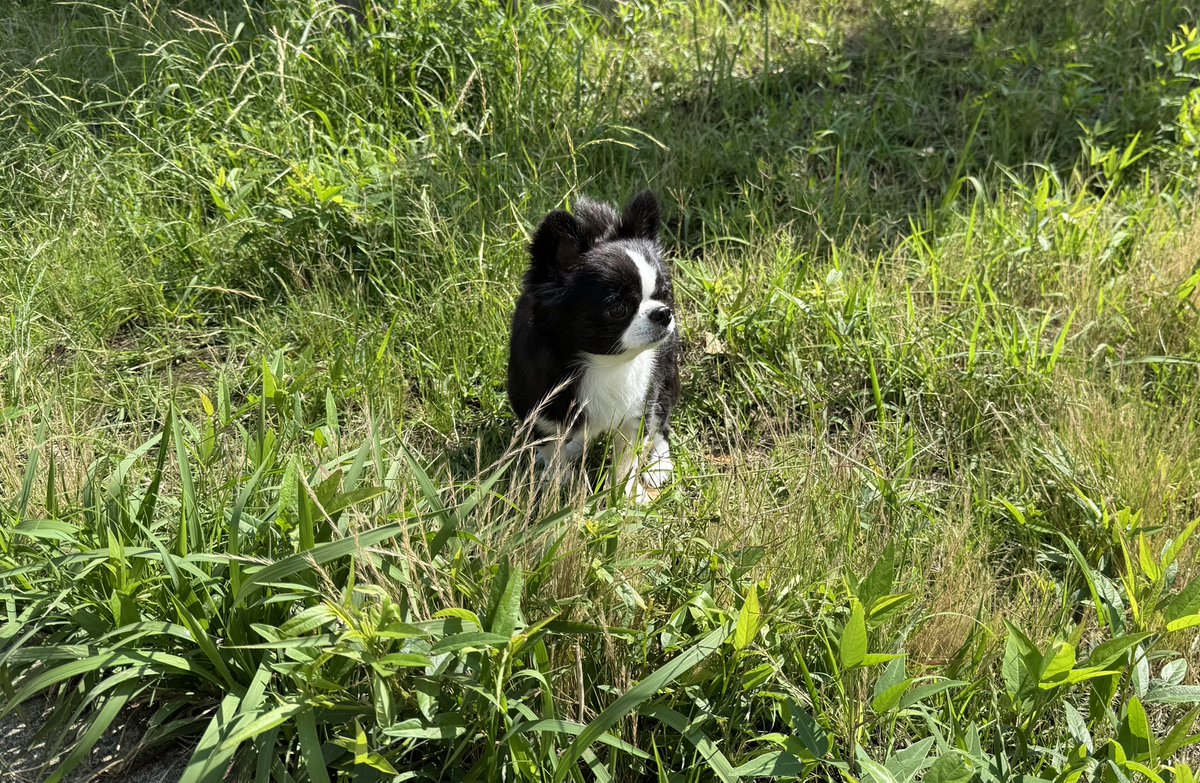 erma930's tweet photo. 草ボーボー🐶🌱

明日は脚の病院だから暴れずに、おうちに帰らないとっ🐶✨✨ https://t.co/dhSvPVjm7R