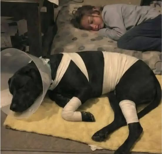 TOPRAK_2_'s tweet photo. Bu gece kızım, bu sabah terk etmeyi düşündüğüm köpeğim sayesinde hayatta.
Benim adım Melinda. Geçimini zorlukla sağlayan bekar bir anneyim. Ev sahibim köpeğimi artık tutamayacağımı söyledi. Param yoktu, başka seçeneğim yoktu ve zaten barınakta randevusu vardı.
Köpeğimin adı Buzo. 7 yaşındaki kızım Eva'yı her zaman korudu. Yatağının yanında uyuyor ve onu kabuslardan koruyor. O bir köpekten daha fazlası; onun tesellisi.
Bu öğleden sonra son kez parka gittik. Aniden, büyük, asi bir köpek doğrudan Eva'ya doğru koştu. Eva donakaldı. Ben hareket edemedim. Buzo etti.
Önüne atladı ve onu korumak için savaştı. Isırıldı, yaralandı ve bitkin düştü, ama asla geri adım atmadı.
Eva tamamen güvendeydi. Buzo kanlar içinde yere yığıldı. Onu veterinere götürdüm ve kurtarmaları için yalvardım.
Bu gece, bandajlı ve dinleniyor. Eva da yanında yerde uyuyor. İçeri girdiğimde kuyruğu hafifçe sallanıyordu.
Barınaktaki randevuyu iptal ettim. Tahliye bildirimini yırttım.
Hayat hâlâ zor, ama bazı şeyler paradan daha değerli. Ona sorun dediler. Risk dediler. Yük dediler. Ama ben gerçeği biliyorum. O, kızımın koruyucusu. Ailemizden biri. Kahramanımız.
#müzik #etkinlik #sanat #seyahat #hikaye
#ALINTIVEŞİİRSEL