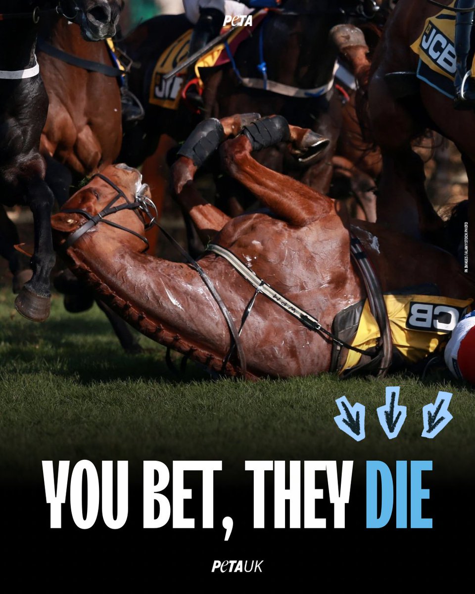 PETAUK's tweet photo. You bet. They die. 
It’s that simple. Horse racing kills, and every wager fuels the suffering. 
Don’t take part in their pain. 
#youbettheydie https://t.co/azvFv3D4Nc