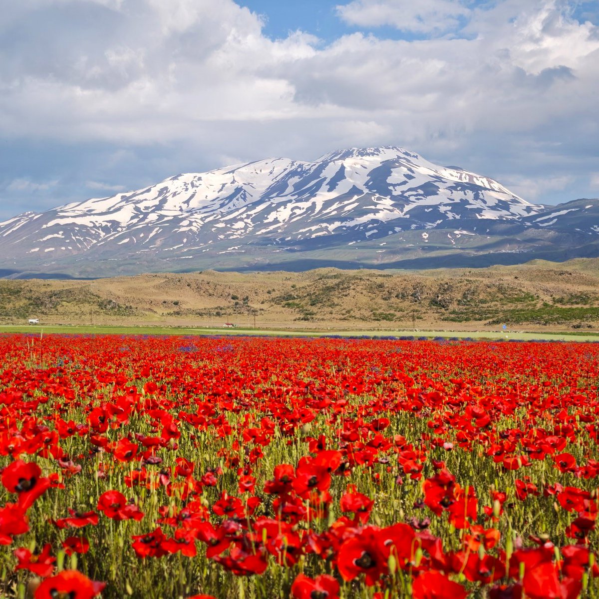 Bitlis Ovası Gelinciklerin Kırmızı Halısıyla Kaplandı