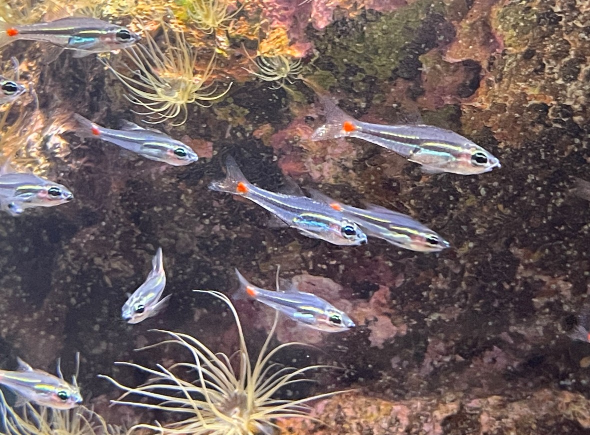 Himejo_CG's tweet photo. 本日は1年生の歓迎バス旅行。
水族館へ行き、みんなでビュッフェを楽しみました。

今日はとても暑いので、帰宅時も熱中症に気を付けましょう。

CGクリエイターコースAOエントリー状況は定員まで残り6名、
ネットメディアクリエイターコースも定員まで残り枠が減ってきています。 https://t.co/3jvWzHOXcb