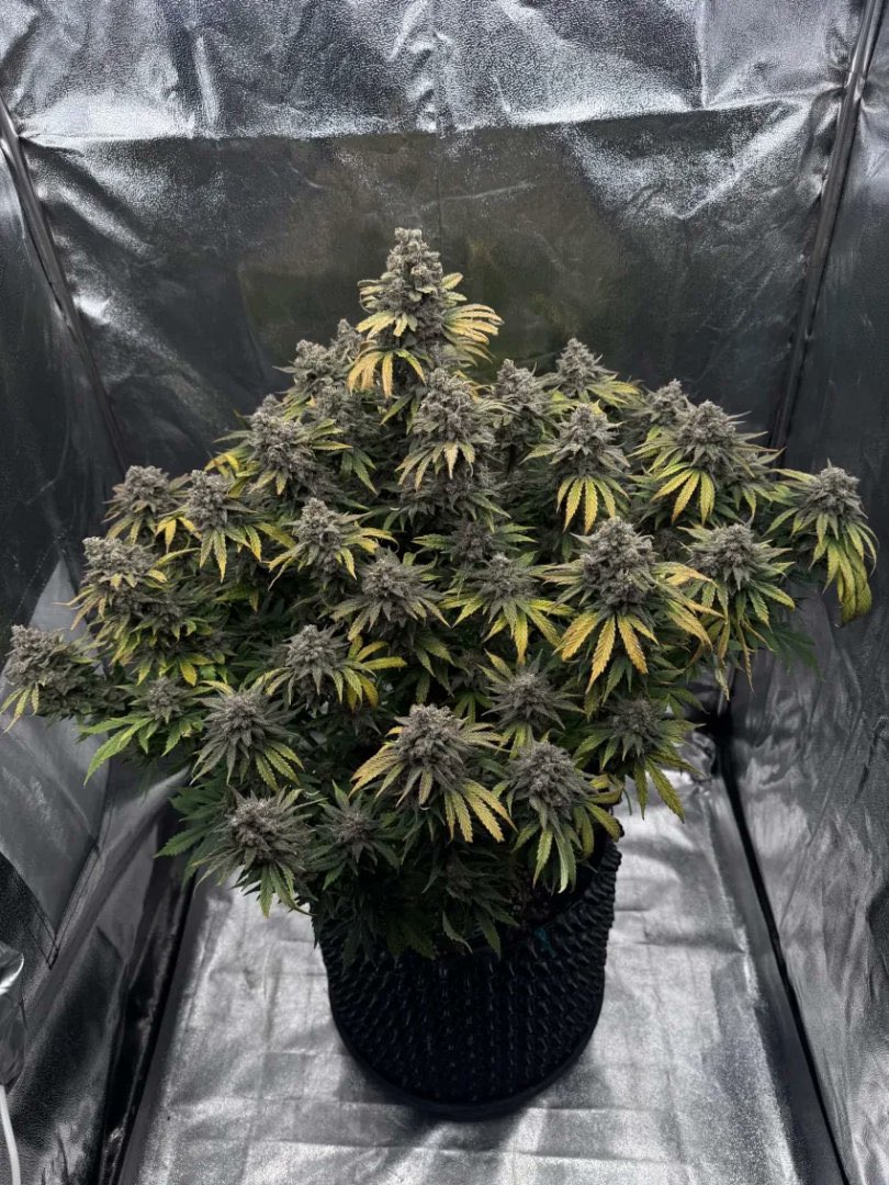 mj_plugg's tweet photo. Black Velvet (hybrid) ⛽️ 
$1000/lbs
78%thca
Place Order before sold out🔌
📦:{https://t.co/tNpEmI7pph} https://t.co/lE8s06Dev2