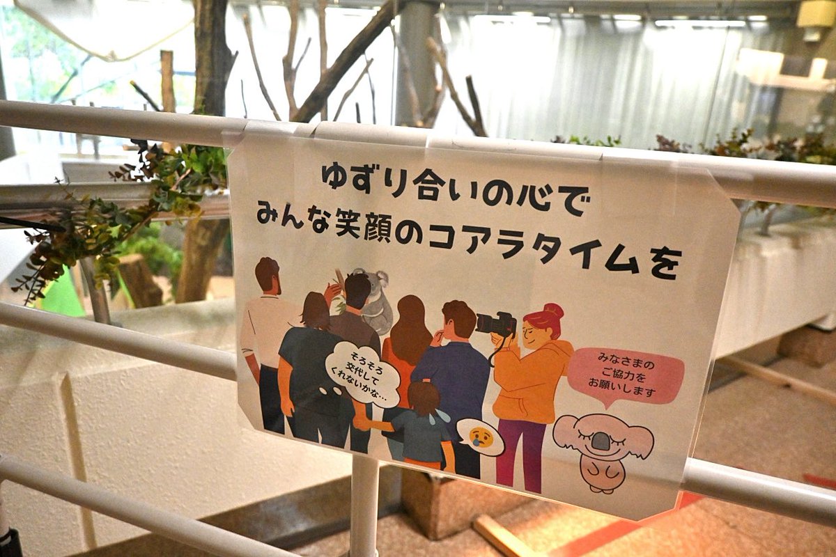tsuzukiani's tweet photo. 過ごしていること多く、動物園からのポストにあるようにいつも見えるわけでもない
またその場所は一部の角度からしか良く見えない

どうしても写真撮りたい、見たいという人が増えると必ず問題になるのが場所を占有してしまう人達で
譲り合う、滞留しない
それは他の方への優しさ
コアラ達への優しさに https://t.co/ibzPGh6beO