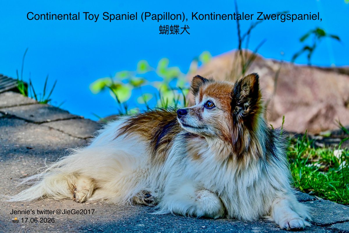 papillon