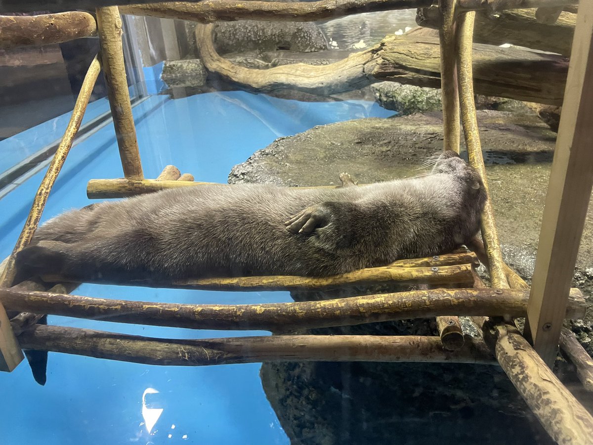 ryu_1107_'s tweet photo. マリンピアめっちゃよかったわ

ｶﾜﾖｰ https://t.co/bBNHb5Axak