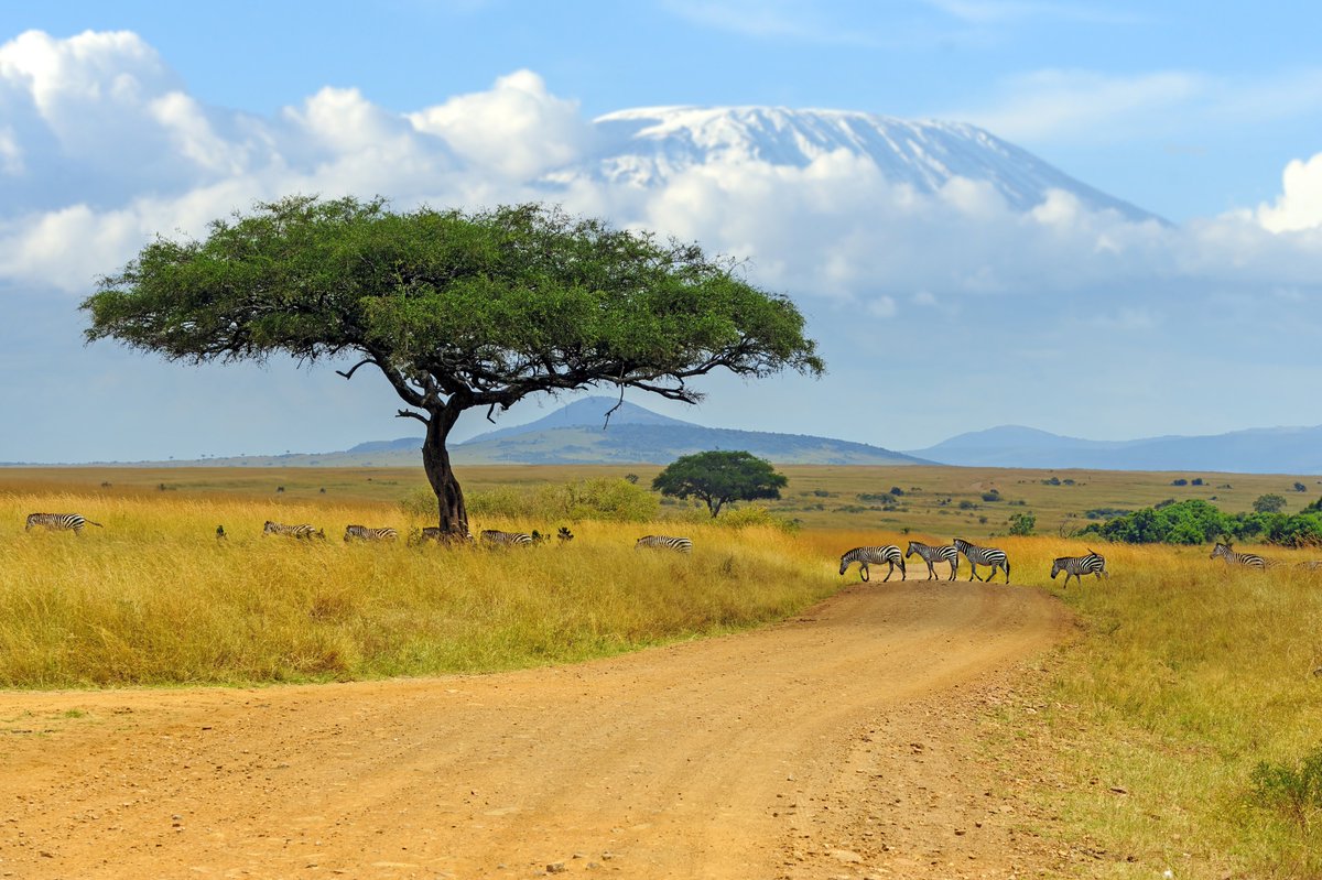 PangeaES's tweet photo. 🇹🇿 𝗧𝗮𝗻𝘇𝗮𝗻𝗶𝗮 - 𝗟𝗮 𝗴𝗿𝗮𝗻 𝗺𝗶𝗴𝗿𝗮𝗰𝗶𝗼́𝗻

Recorre el Serengeti junto a @DavidRocaberti   y vive uno de los mayores espectáculos de la naturaleza.

ℹ️ https://t.co/m4zk49S2ox https://t.co/so6DFQ3XkJ