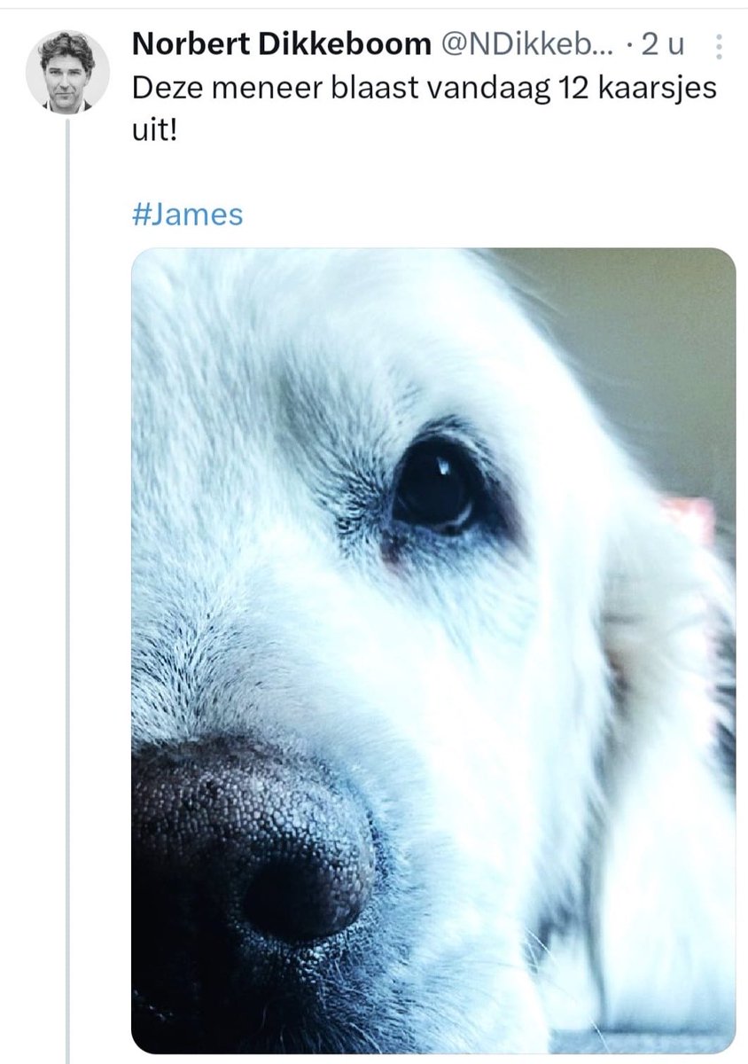 NPikkeboom's tweet photo. 🚨 Sinds de #breuk met #vluchteling @ChrisKleinbier heb #ik dermate weinig #tractie dat #ik nu uit #wanhoop maar een #charmeoffensief ben #begonnen. 

Hier ziet u Outcast, mijn hond

#snoezig #moretocome 

⬇️ https://t.co/wGxEjlVoUK