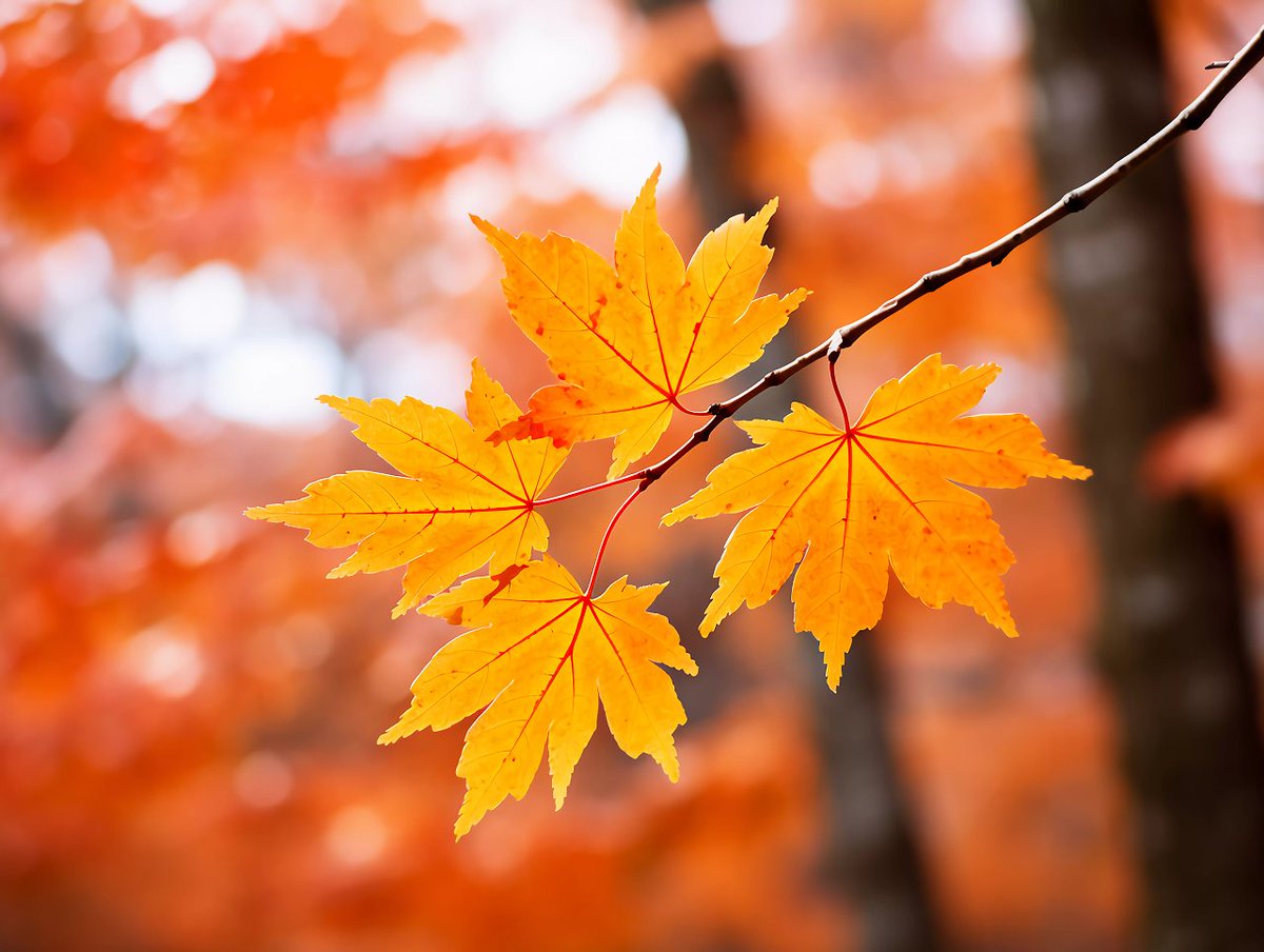 abajkakak's tweet photo. Just caught golden autumn sunlight streaming through maple leaves—crisp air, cozy vibes, fall’s perfect little joy!， https://t.co/SdAojNw2cC