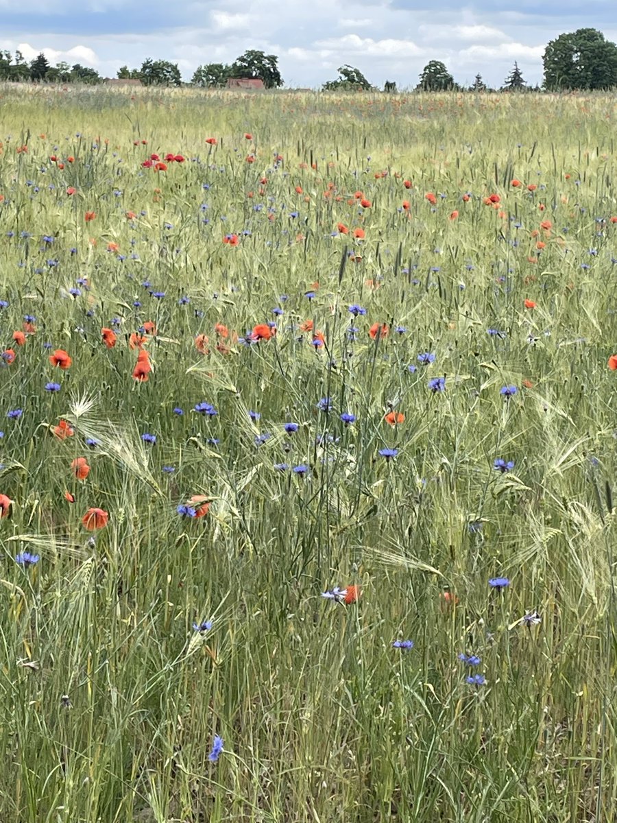 birdyhound's tweet photo. @harzpfote Hallo Tolkien, schau mal, diesen Anblick genießen wir am frühen Morgen auf unserer ersten Runde. Für einen Moment steht die Welt still und alle Sorgen rücken in weite Ferne…..
Kommt gut durch die Hitze! https://t.co/bJKipnCqBO
