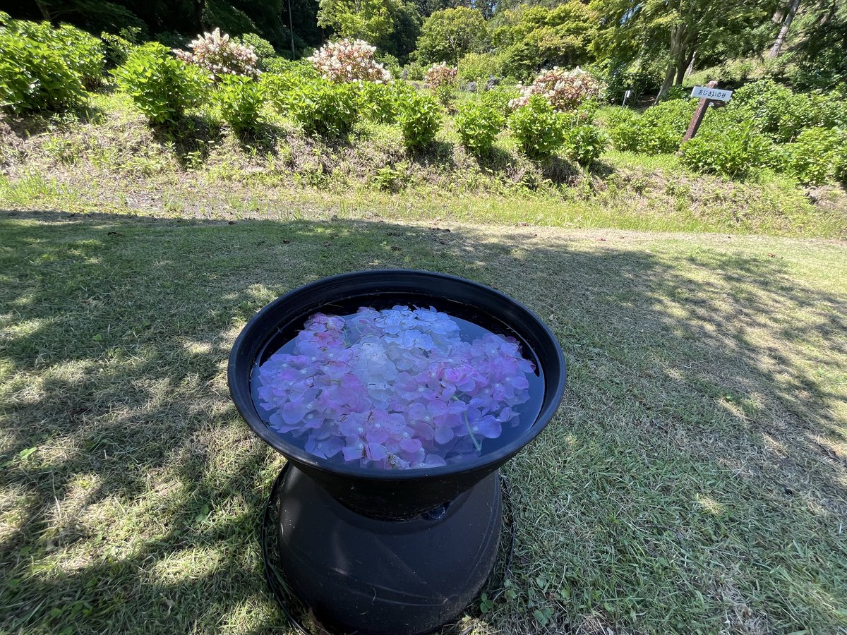 tomoya517's tweet photo. 母と涸沼自然公園へ
まだつぼみのものが多いけど園内きれいに飾り付けしてあるし、通路は広いし気兼ねなく散策できました。
もう少し咲き誇ってから再出動します！
#紫陽花
#涸沼自然公園
 #要介護
#要介護5
#在宅介護
#車椅子
#いば3ぽ https://t.co/uVVI8BRkGd