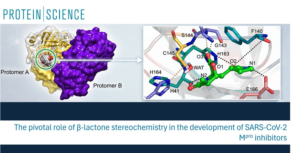 BioComp_UJI's tweet photo. We share our latest work published in #ProteinScience, 🧬We investigated the structural architecture behind molecular recognition of small non-peptidic inhibitors in the viral Mpro active site. 🔬👇
Full text here: 🔗 https://t.co/yg8671bloc
@inam_uji , @UJIuniversitat https://t.co/TmNSjvqllA