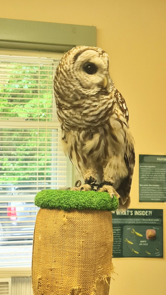 WensdaiAmbrose's tweet photo. Alistar the owl.
#owls #owlsofinstagram https://t.co/03bFDoHpxt