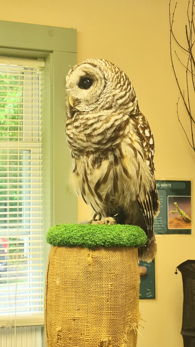WensdaiAmbrose's tweet photo. Alistar the owl.
#owls #owlsofinstagram https://t.co/03bFDoHpxt