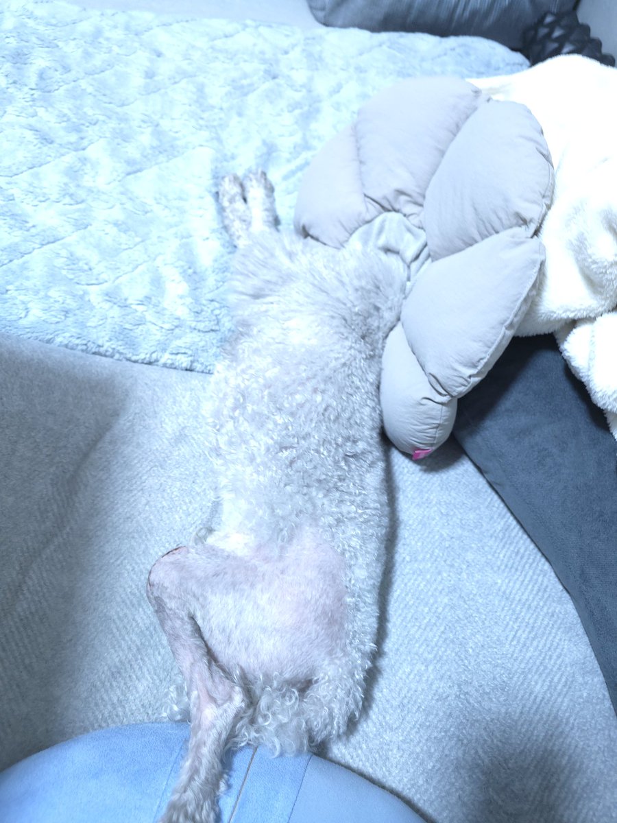 sh11na21's tweet photo. 先日退院してきた🐶🏥
左足がちゅるんと刈られて痛々しいけど触り心地がよくて、お尻を撫でてしまう😌 https://t.co/nw7eA83feY