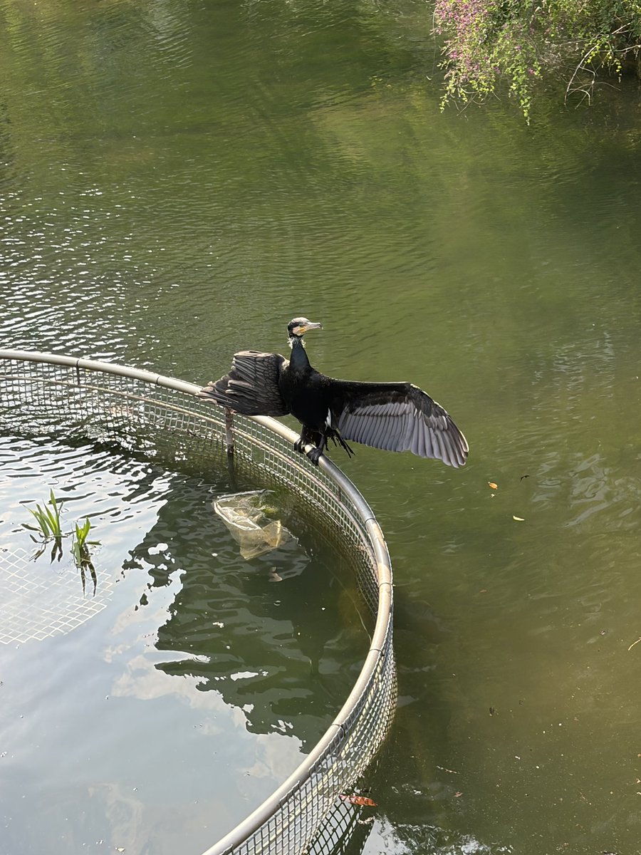 Uh0kk's tweet photo. 最近さぎょの帰りは親水公園によく寄ります
翼を怪我したカワウが居て、気になってしまう
ひどく不自由そうだけど健気に生きてる〜…ｶﾞﾝﾊﾞﾚｰ🥲

今日は夕飯のお誘いがあって、また出かける
なんで自分なんか誘ってくれるのだろうと不安になる😔どんな気持ちもあっていいと思って行ってきます💦 https://t.co/2UhyiaQoqr