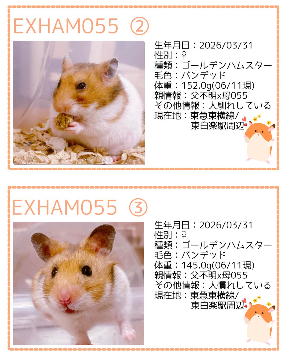 ham_edia's tweet photo. 【里親募集中】
3/22の多頭崩壊からの保護後に生まれたかわいい子（3/31生）たちの家族になっていただけませんか？
ご協力をお願いいたします。

https://t.co/bYkEaK66kM

画像の募集条件をご確認の上、DMをお送りください。

#ハムスター
#里親募集 https://t.co/WJDGgXzaBB