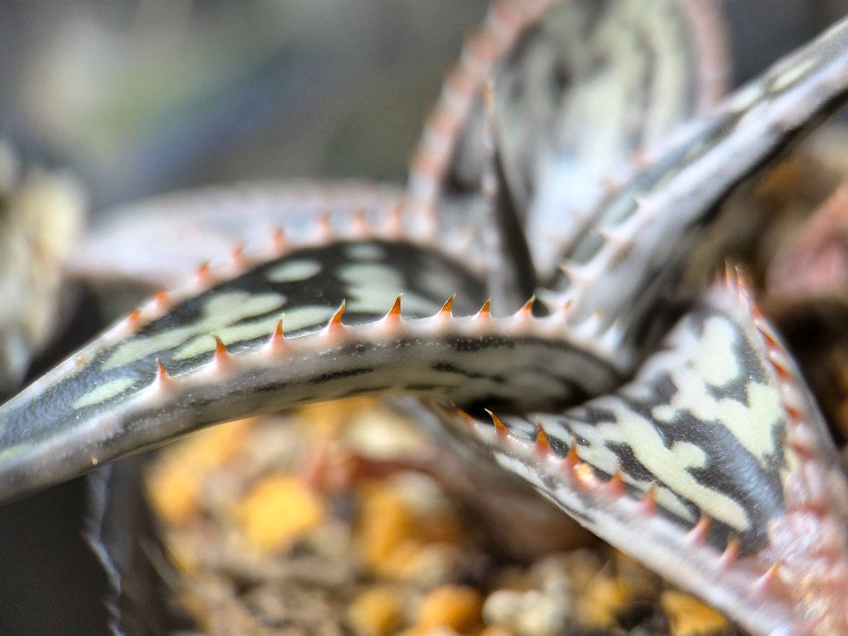 taniku_show's tweet photo. Aloe somaliensis https://t.co/X0e0mJMtuu