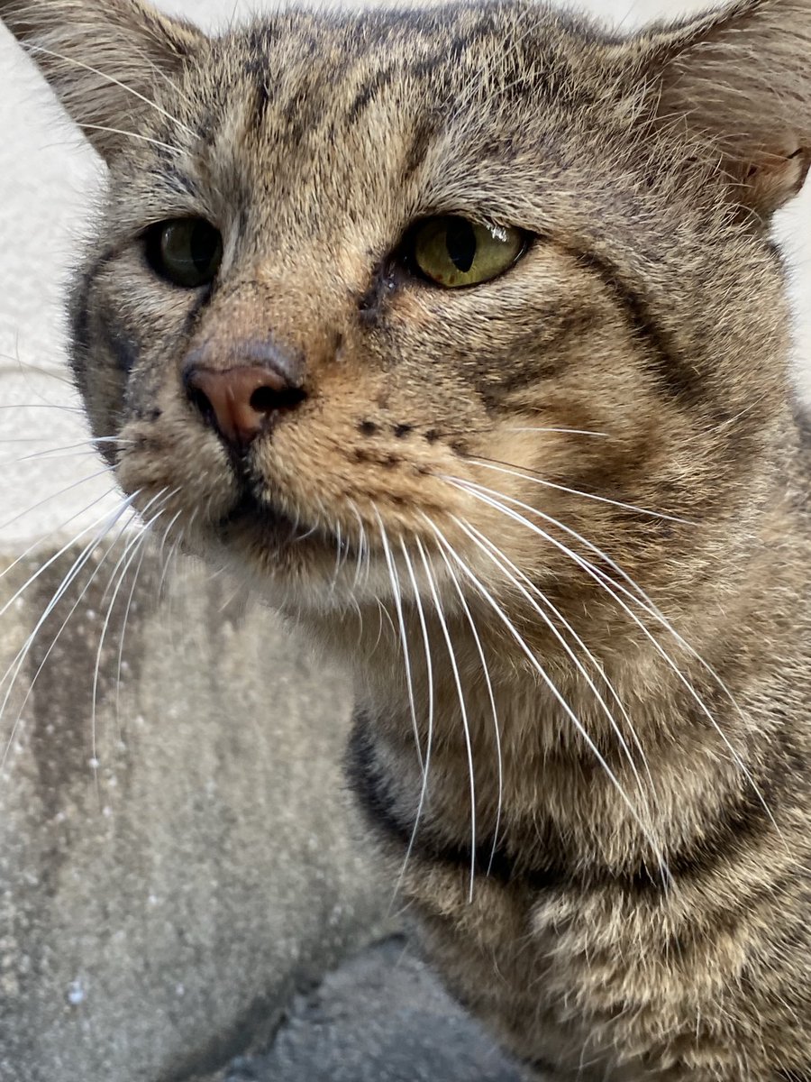 fumi_run's tweet photo. ちゅーると思ってウッキウキで来てみたら練り梅だったときの猫の顔見て https://t.co/Na2z3908Pz