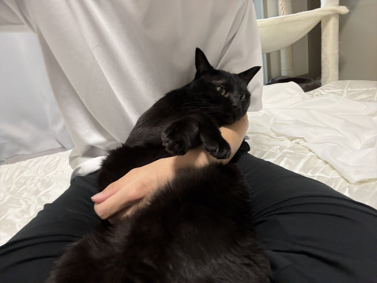 frappe_rf's tweet photo. 大人しかった時の猫やね https://t.co/WGWouTAqDp