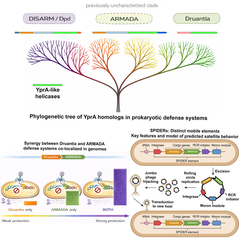 protasov_evgeni's tweet photo. YprA-family helicases provide the missing link between diverse prokaryotic immune systems
#microbiology #evolution #immunity
@CellCellPress 
https://t.co/4UNRHbxE1t https://t.co/oWTCRKWF2y