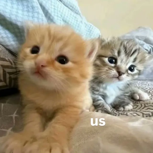 aura with cats tweet media
