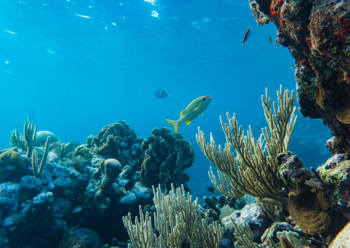 SeventureP's tweet photo. #OurOcean2026 🌊 @UEuropenne engage plus de 338 M€ pour la protection mondiale des océans. En tant qu'investisseur pionnier dans la #BlueEconomy avec notre fonds #BlueForwardFund, nous saluons cette initiative 👉https://t.co/UgaDXLdUKE https://t.co/jPXqD1M0Oa