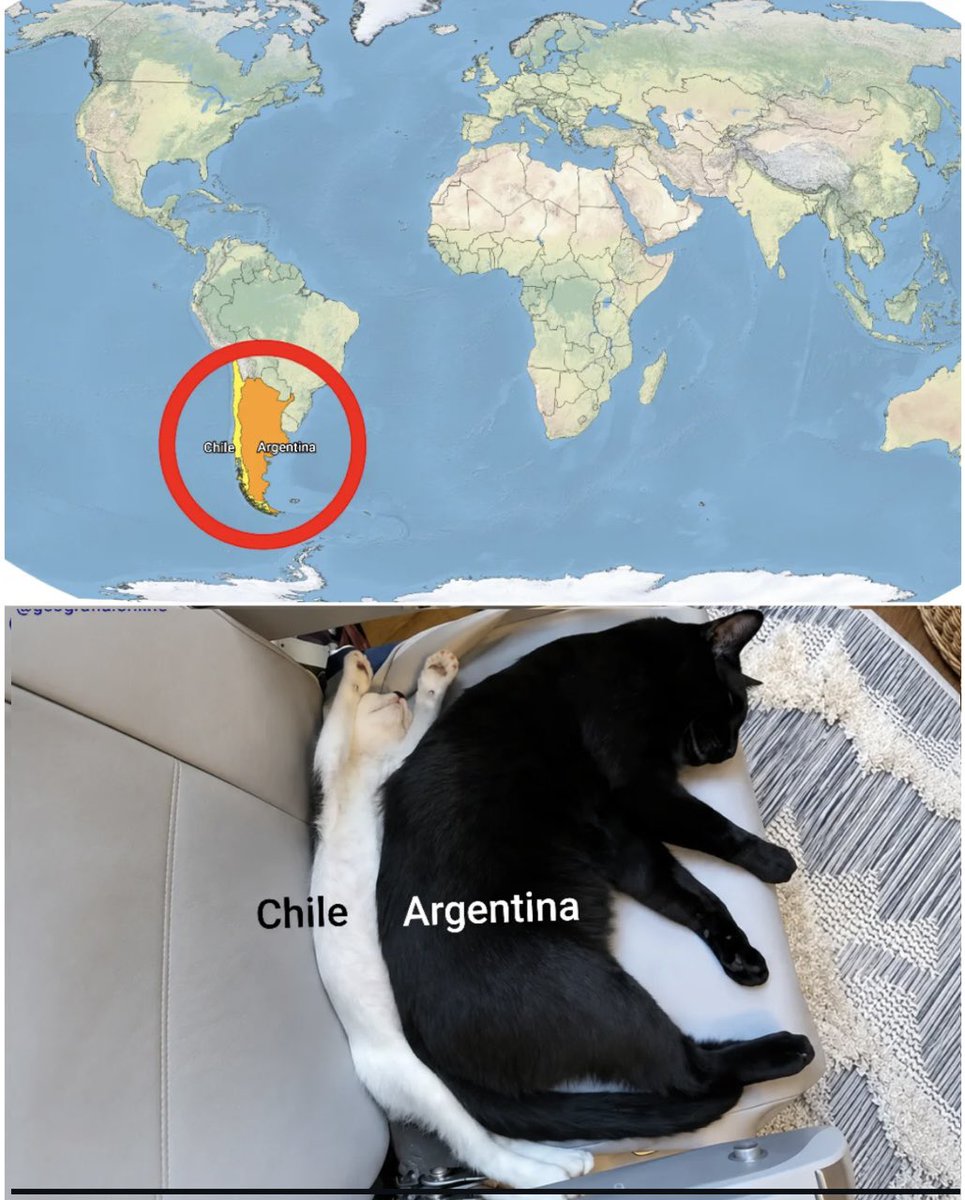 TheRentayn's tweet photo. Geography class with cats. https://t.co/2voArZFgnU
