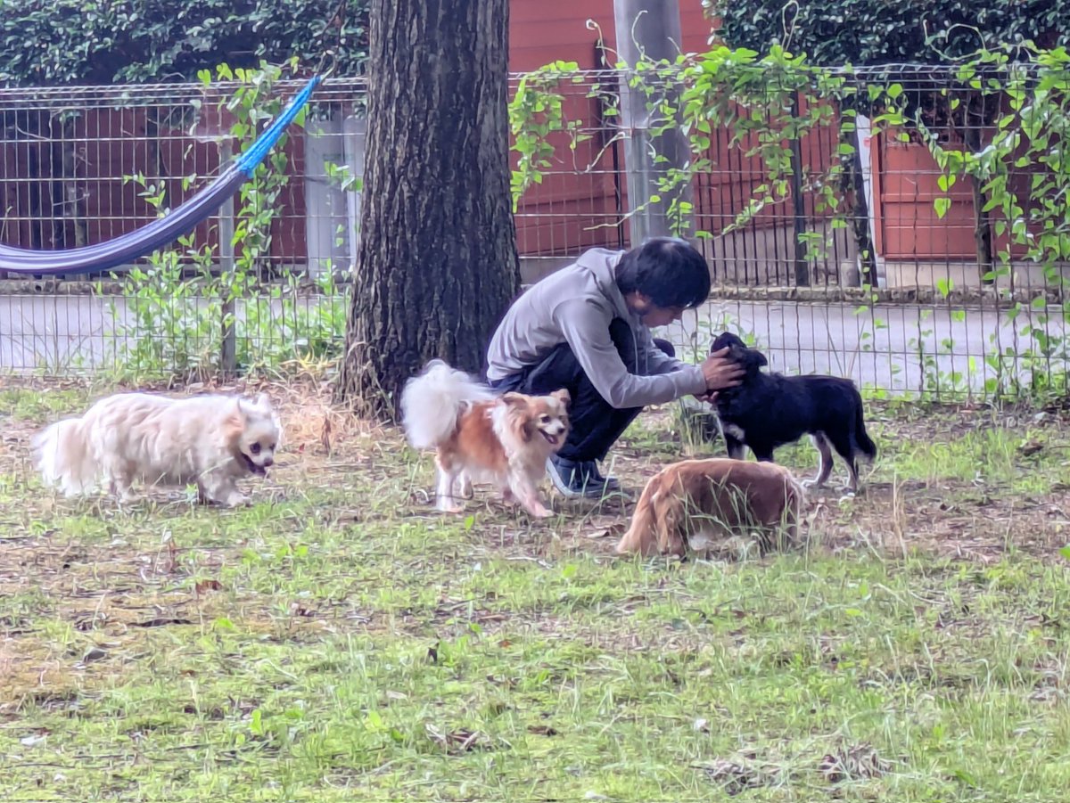 cmritky's tweet photo. 毎年恒例那須旅行🚗
黒チワワ　ムサシ　
白チワワ　ヤマト
パピヨン　苺
Mダックス　クリスタ

#コテージわんず https://t.co/UHliFZpWb5
