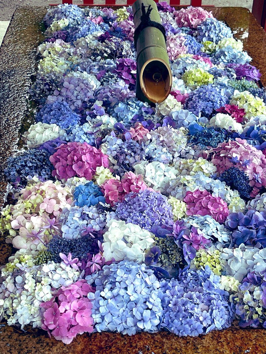 juju_Re50's tweet photo. 鎌倉をぶらり🚶‍♀️

紫陽花はそろそろ終わりだけど、
花手水やハスの花に癒された午後。

段葛を歩くと、やっぱり鎌倉はいいなと思う😊

#鎌倉 #散歩 #花手水 #蓮 https://t.co/XICYn7e3vw