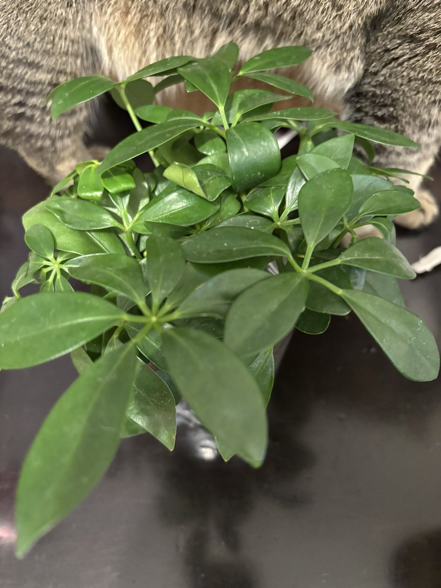 yuichiimin's tweet photo. 観葉植物🪴カボックをダイソーで300円で購入して植え替えしたら、なんとこれ4株をぎゅうぎゅうに入れていた！
得した気分✨ウキウキ https://t.co/hlZSmq4bvg