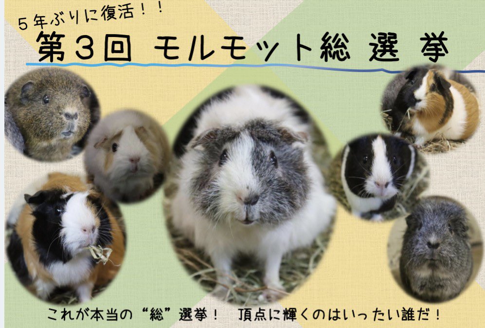 hamurazoo_'s tweet photo. 7月16日は『モルモット感謝の日』🎉

ということで、7月にはモルモットのイベントをなんと３つも行います！！📣

知っているようであまり知られていないモルモット...

この機会に、お子さまだけでなく大人の方もぜひぜひご参加ください！

#ヒノトントンZOO
#羽村市動物公園
#モルモット
#イベント https://t.co/tIvmw103BD