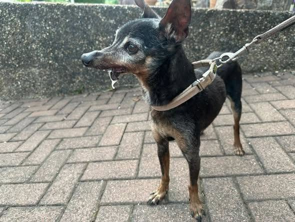 yolandaschultes's tweet photo. 66271 Bliesransbach (Wendalinusstraße)
Kopie Thorsten Jochum Tiernotruf Saarland
WER KENNT DIESEN HUND? // ZEUGEN GESUCHT! 
Gestern wurde in 66271 Bliesransbach (Wendalinusstraße) dieser ältere Hund mutterseelenallein am Straßenrand sitzend aufgegriffen, sich selbst überlassen? Wir suchen dringend nach Hinweisen!
Aussehen & auffällige Merkmale:
Rasse: Wahrscheinlich Pinscher-Mischling
Alter: Älteres Semester (Senior)
Besonderheit (sehr markant!): Extremer Zahnstatus – der Unterkiefer ist deutlich verkürzt und fehlt teilweise.
Der Clou an der Sache:
Der Hund ist gechippt und bei TASSO registriert! Allerdings hat der Halter es versäumt (oder bewusst ignoriert), eine gültige Telefonnummer zu hinterlegen. Eine Kontaktaufnahme ist daher aktuell unmöglich.
WIR BRAUCHEN JETZT EURE HILFE!
Wer erkennt den Hund wieder? Wer weiß, wo dieser Senior hingehört oder wer die Besitzer sind?
Bitte wendet euch umgehend an:
Tierklinik Elversberg
Tiernotruf Saarland e.V.: 06898 3704242
E-Mail für Hinweise: mail@tiernotrufsaarland.de
WICHTIG: Hinweise auf den möglichen Halter können auch komplett anonym abgegeben werden. Wir behandeln jeden Hinweis absolut diskret!
Bitte teilt diesen Beitrag großflächig, damit der Kleine schnellstmöglich wieder nach Hause kommt oder die Verantwortlichen ausfindig gemacht werden können!