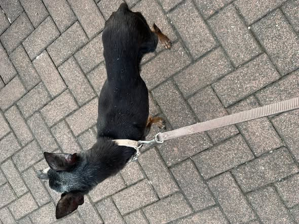 yolandaschultes's tweet photo. 66271 Bliesransbach (Wendalinusstraße)
Kopie Thorsten Jochum Tiernotruf Saarland
WER KENNT DIESEN HUND? // ZEUGEN GESUCHT! 
Gestern wurde in 66271 Bliesransbach (Wendalinusstraße) dieser ältere Hund mutterseelenallein am Straßenrand sitzend aufgegriffen, sich selbst überlassen? Wir suchen dringend nach Hinweisen!
Aussehen & auffällige Merkmale:
Rasse: Wahrscheinlich Pinscher-Mischling
Alter: Älteres Semester (Senior)
Besonderheit (sehr markant!): Extremer Zahnstatus – der Unterkiefer ist deutlich verkürzt und fehlt teilweise.
Der Clou an der Sache:
Der Hund ist gechippt und bei TASSO registriert! Allerdings hat der Halter es versäumt (oder bewusst ignoriert), eine gültige Telefonnummer zu hinterlegen. Eine Kontaktaufnahme ist daher aktuell unmöglich.
WIR BRAUCHEN JETZT EURE HILFE!
Wer erkennt den Hund wieder? Wer weiß, wo dieser Senior hingehört oder wer die Besitzer sind?
Bitte wendet euch umgehend an:
Tierklinik Elversberg
Tiernotruf Saarland e.V.: 06898 3704242
E-Mail für Hinweise: mail@tiernotrufsaarland.de
WICHTIG: Hinweise auf den möglichen Halter können auch komplett anonym abgegeben werden. Wir behandeln jeden Hinweis absolut diskret!
Bitte teilt diesen Beitrag großflächig, damit der Kleine schnellstmöglich wieder nach Hause kommt oder die Verantwortlichen ausfindig gemacht werden können!