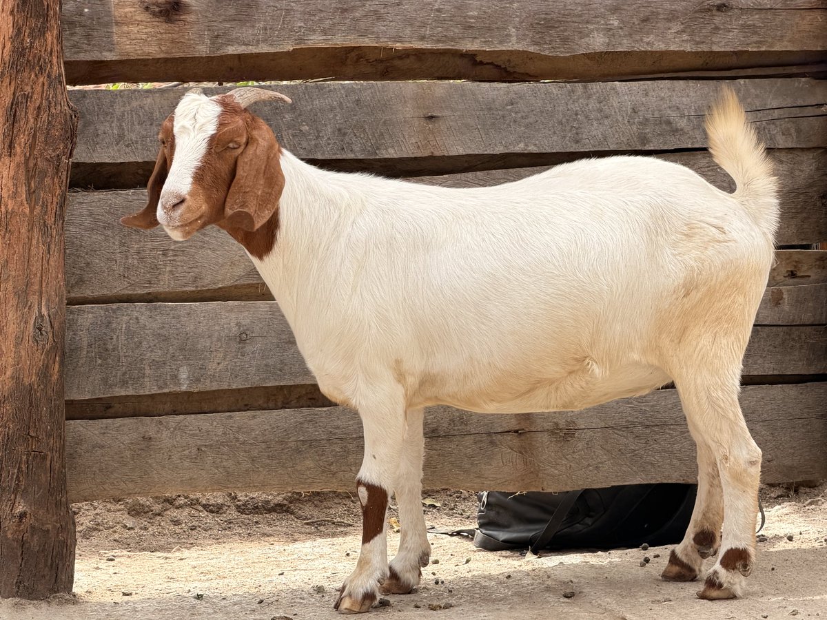 amigofarmltd's tweet photo. How do you see if you get Boer goats from amigo farm in kiruhura? https://t.co/cGKoqBQ0lr
