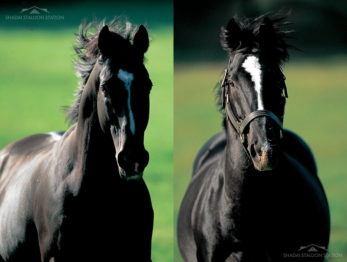 NakayamaFesuta1's tweet photo. its crazy how similar Sunday Silence and Manhattan Cafe is https://t.co/1qQzFbmNP4